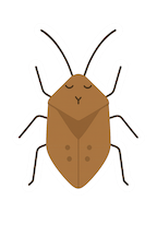 stink bug